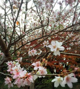 sakura