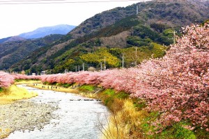 峰の方河津川沿い桜0051