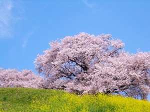 桜