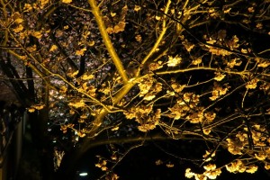 ①夜桜