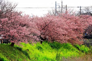 菜の花と桜0003