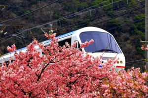 特急電車と桜0036