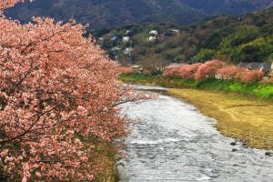 峰・河津桜