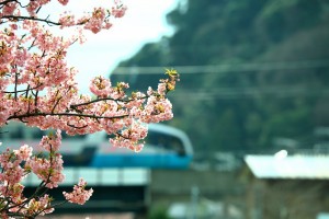 桜と電車0012