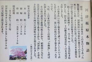 河津桜原木物語