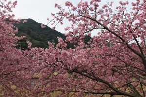 河津桜