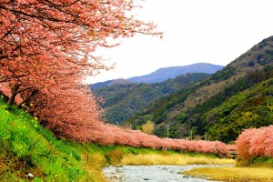 峰河津桜0067