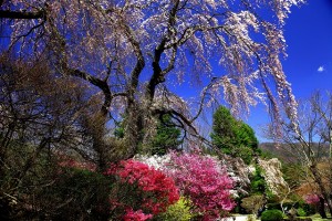 富士ホテル前の庭