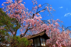 嵐山のしだれ桜