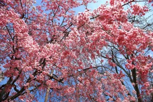 彦根城しだれ桜