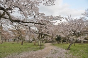 彦根城　桜