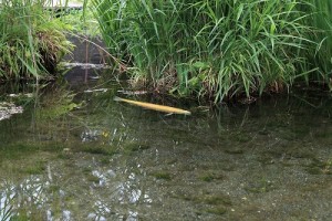 わさび農場の黄マスIMG_0178