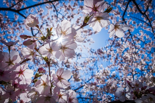 img_sayingflower01