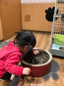 ねこ1