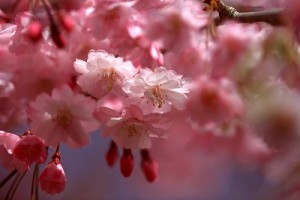 彦根しだれ桜IMG_0092