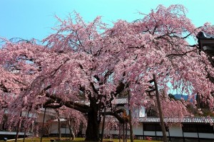 醍醐太閤桜_0134