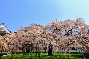 醍醐桜グラフィック